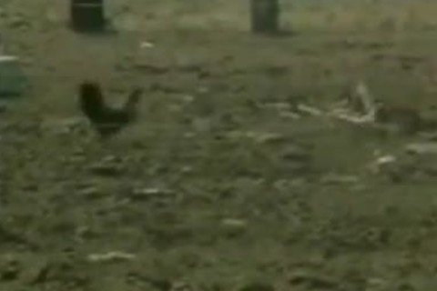 dirty gay boys Vintage blowjob