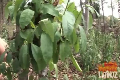 Latinos And Indians bare Sex orgy
